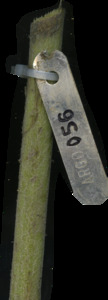 primarybranch