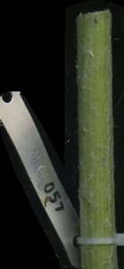 primarybranch