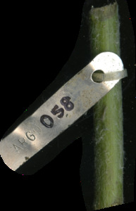 primarybranch