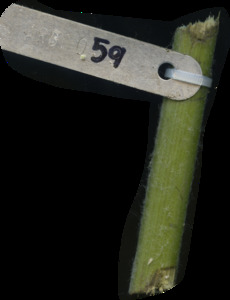 primarybranch