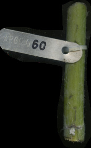 primarybranch