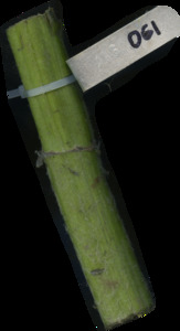 primarybranch