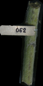 primarybranch
