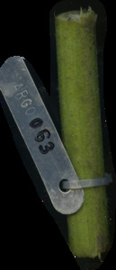 primarybranch