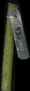 primarybranch
