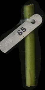 primarybranch