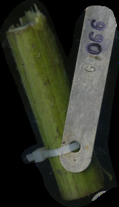 primarybranch