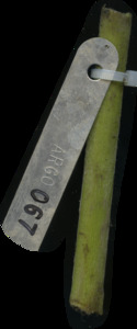 primarybranch