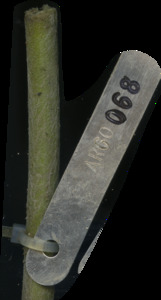 primarybranch