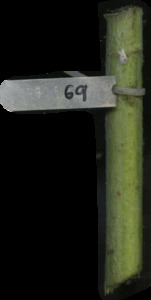 primarybranch