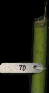 primarybranch