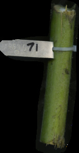 primarybranch