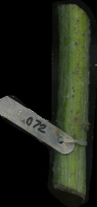 primarybranch