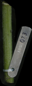 primarybranch