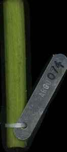 primarybranch