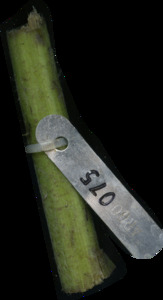 primarybranch