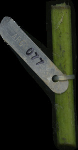 primarybranch