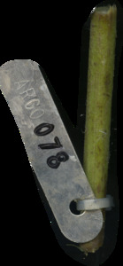 primarybranch