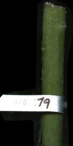 primarybranch