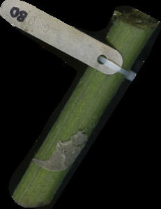 primarybranch