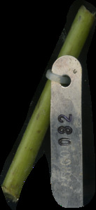 primarybranch