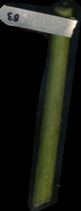 primarybranch