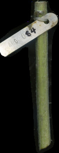 primarybranch