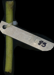 primarybranch