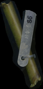 primarybranch