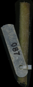 primarybranch