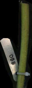 primarybranch