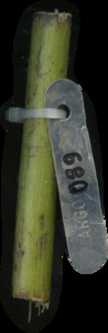 primarybranch
