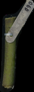 primarybranch