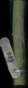 primarybranch