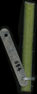 primarybranch