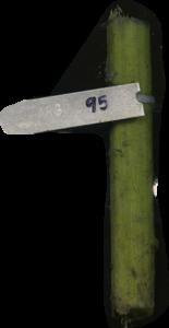 primarybranch