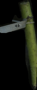 primarybranch