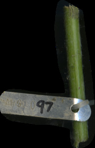 primarybranch