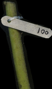 primarybranch