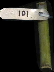 primarybranch