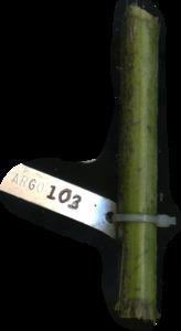 primarybranch