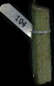 primarybranch