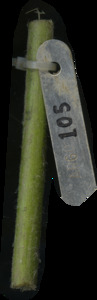 primarybranch