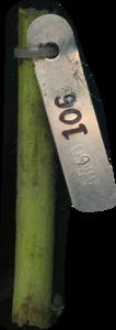 primarybranch