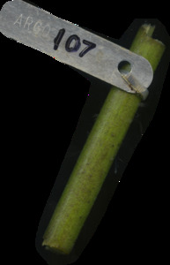 primarybranch