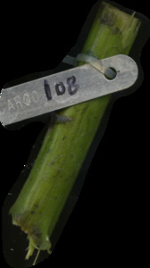 primarybranch