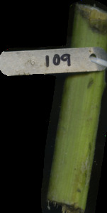 primarybranch