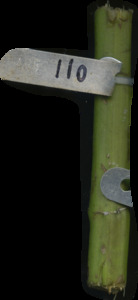 primarybranch