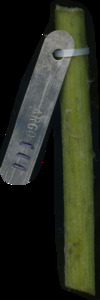 primarybranch
