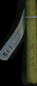 primarybranch